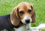 Allergia al pelo di cane