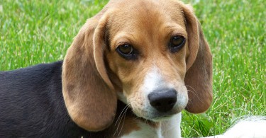 Allergia al pelo di cane