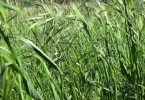 Allergia alle Graminacee