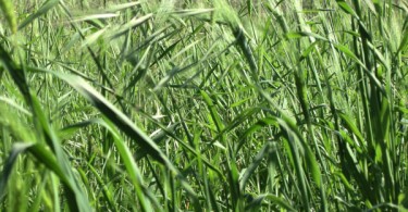 Allergia alle Graminacee