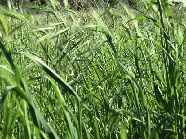 Allergia alle Graminacee