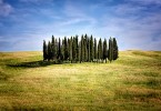 allergia al cipresso