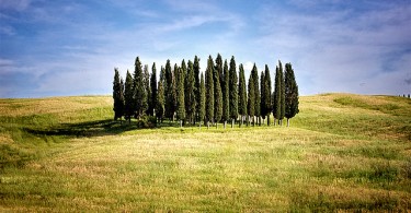 allergia al cipresso
