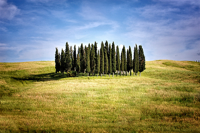 allergia al cipresso