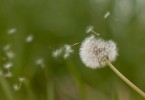 calendario-pollinico