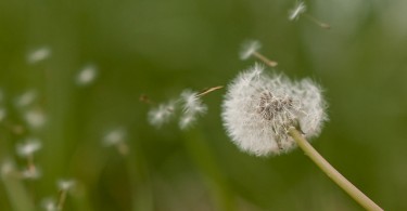 calendario-pollinico