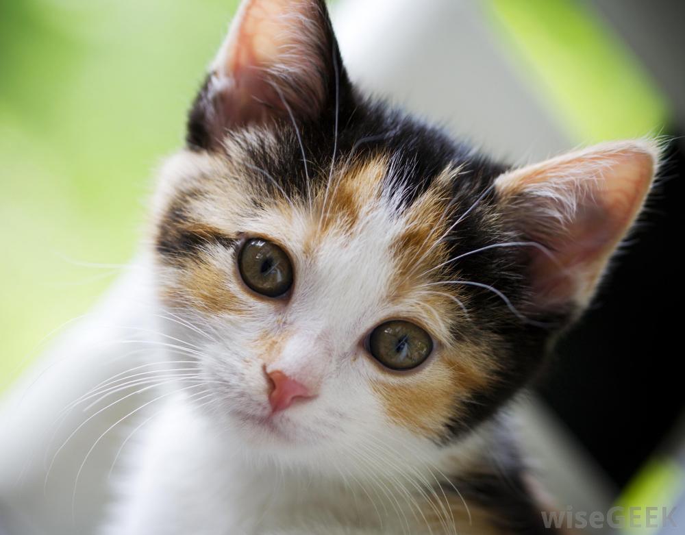 Foto di un cucciolo di gatto