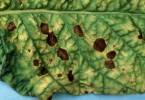 alternaria