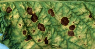 alternaria