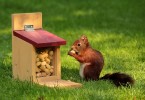scoiattolo e arachidi