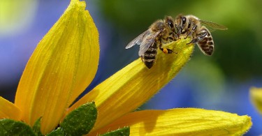 allergia alle api