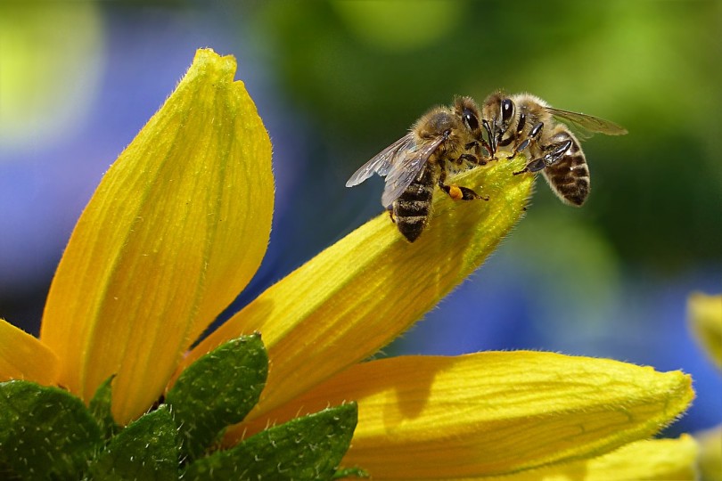 allergia alle api