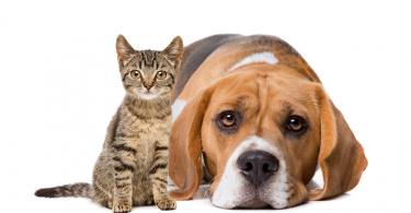 allergia al cane e al gatto