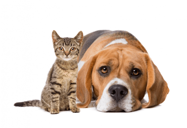 allergia al cane e al gatto